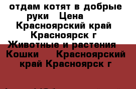 отдам котят в добрые руки › Цена ­ 0 - Красноярский край, Красноярск г. Животные и растения » Кошки   . Красноярский край,Красноярск г.